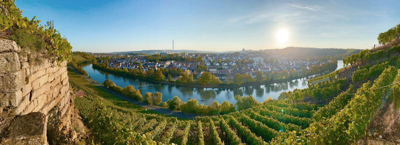 Panorama Weinberg